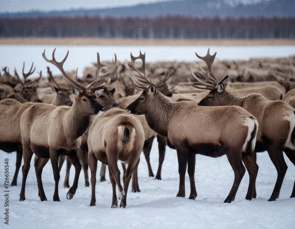 Fototapeta premium Ice-Crowned Symphony: Caribou Spirits Gracefully Roaming the Snowy Wonderland