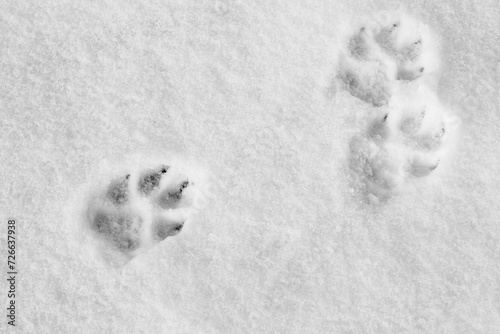 Pawprints on the snow. Winter background with dog paw imprinted on snow