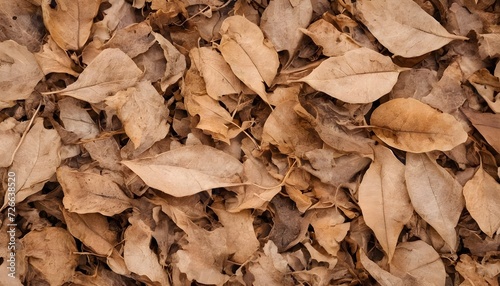 Natural Background with Textured Dry Leaves