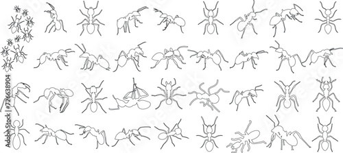 Realistic ant sketches, ant line art