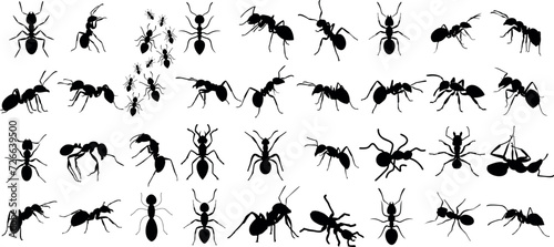 Ant silhouettes, diverse species, dynamic poses, black on white. Perfect for scientific illustrations, educational content, graphic design projects