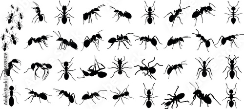 detailed ant silhouettes, various species, positions. Ideal for educational content, artwork, pest control promotions. Isolated on white background
