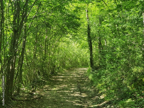 Chemin dans la Forêt