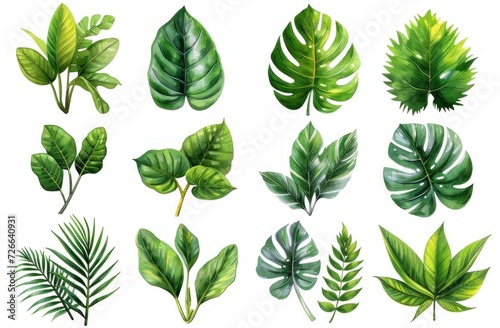 Watercolor Set Collection Modern green tropical leaves, isolated white background © paul