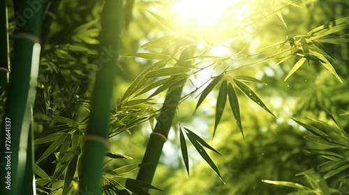 Feuilles de bambou au soleil. Feuillage naturel et lumière de printemps photo