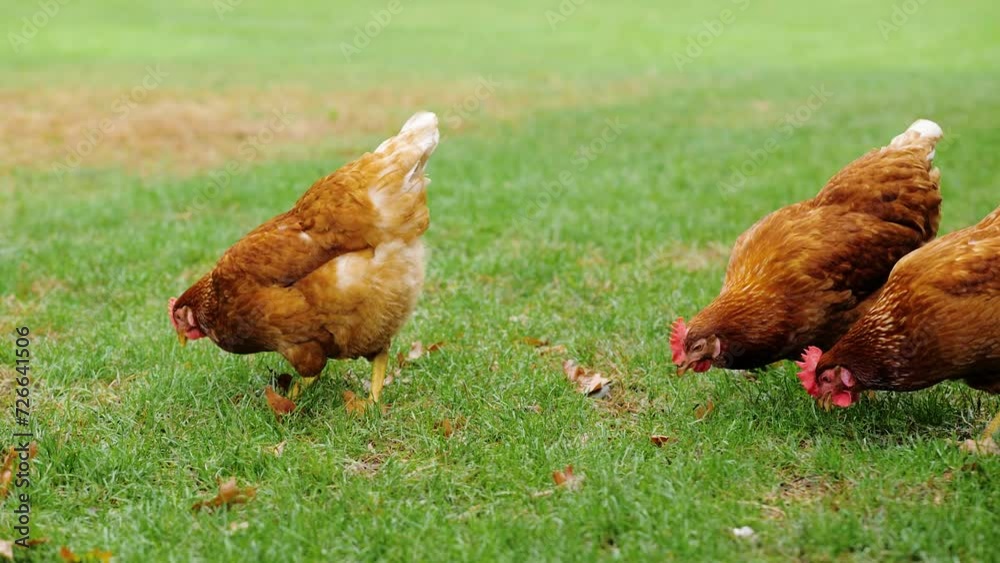 chickens grazing grass