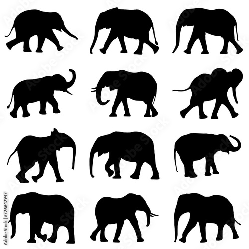 Set of elephant silhouettes in different poses of african elephant or jungle elephant and asian elephant with big ears - vector illustration.