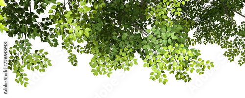 Verdant branches and leaves tree canopy on transparent backgrounds 3d rendering png