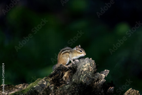 The astern chipmunk  Tamias striatus   on old tree trunk in the forest