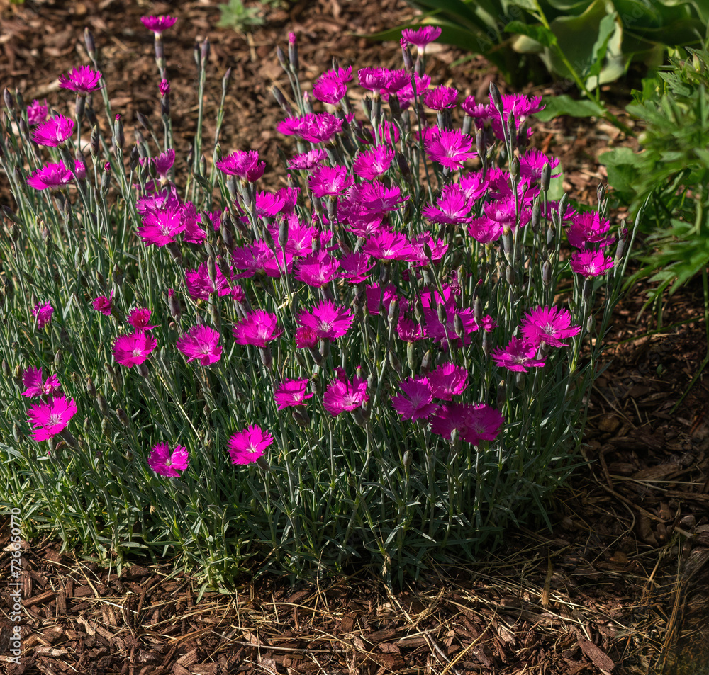 Φωτογραφία Dianthus plant, commonly called Carnation or Sweet William, displaying colorful pink flowers blooming in a mulched garden