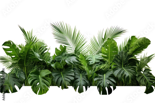 Green leaves of tropical plants  garden  nature backdrop isolated on white transparent background.
