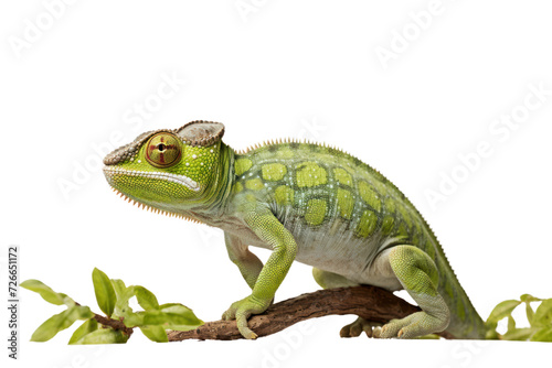 Adult Parson's chameleon Madagascar wildlife isolated on white transparent background.