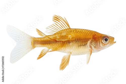 Tetraodontiformes fish isolated on white transparent background. photo