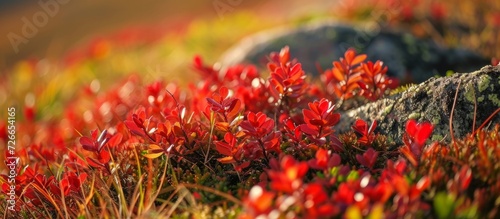 Closeup of red alpine bearberry leaves in mountain tundra during autumn photo