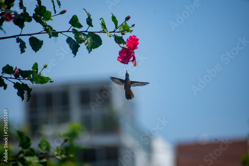 Colibrí Amazilia Costera alimentándose en pleno vuelo del néctar de una flor. photo