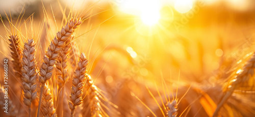 Closeup of golden ears wheat field on the background of the sun light. Rural landscape agriculture concept.