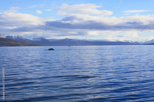 Humpback Whale (Megaptera novaeangliae) in Eyjafjordur near Akureyri , Northern Iceland