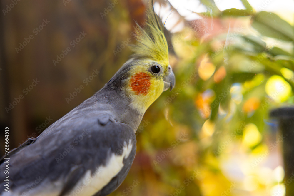 The cockatiel (Nymphicus hollandicus), also known as weiro bird, or quarrion, is a bird that is a member of its own branch of the cockatoo family endemic to Australia. The cockatiel (Nymphicus hollandicus), also known as weiro bird, or quarrion, is a bird that is a member of its own branch of the cockatoo family endemic to Australia.