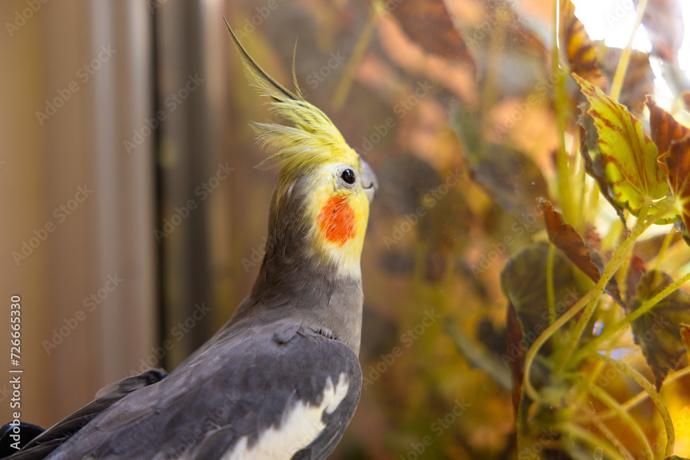 The cockatiel (Nymphicus hollandicus), also known as weiro bird, or quarrion, is a bird that is a member of its own branch of the cockatoo family endemic to Australia. The cockatiel (Nymphicus hollandicus), also known as weiro bird, or quarrion, is a bird that is a member of its own branch of the cockatoo family endemic to Australia.