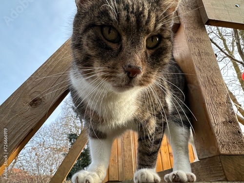 Katze auf Baumhaus