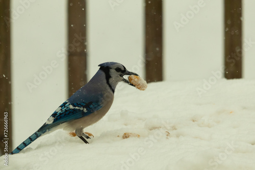 This is such a beautiful scene with a blue jay bird coming out for a peanut. The Bright blue colors of this corvid stands out among the pretty white snow all around.