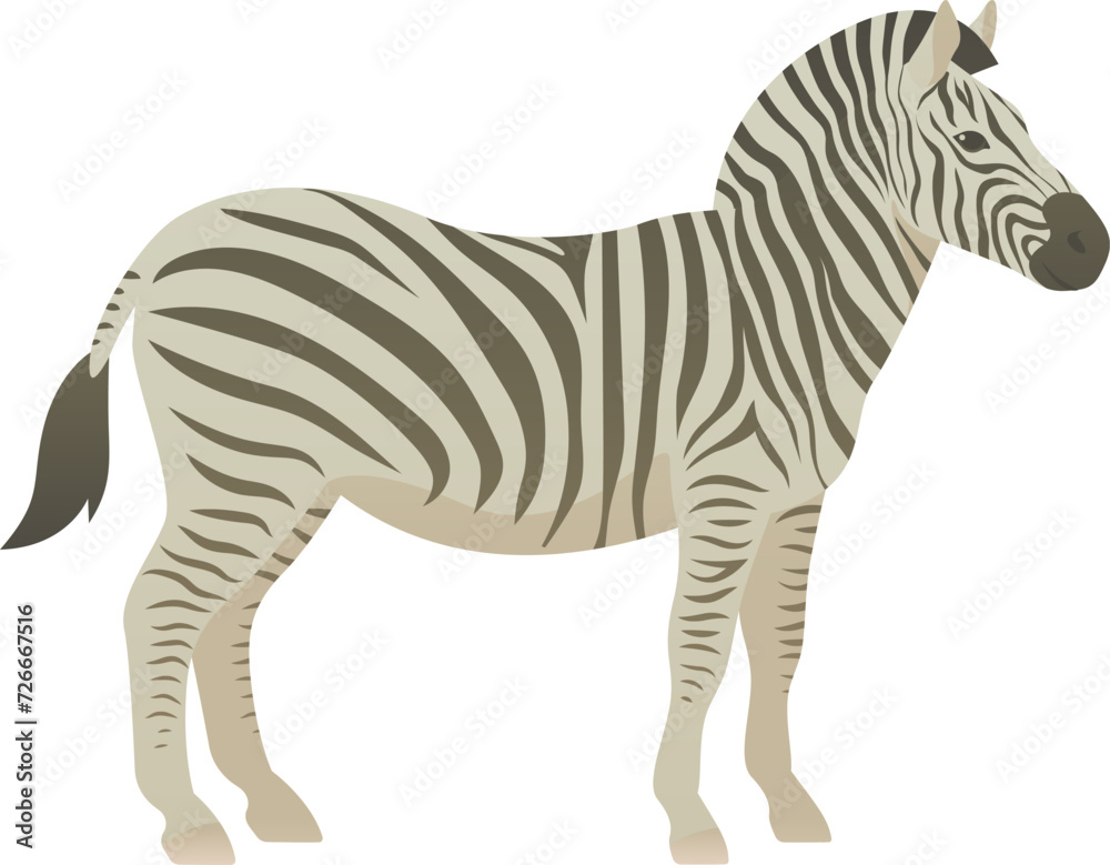 Fototapeta premium Flat minimalist color illustration of zebra standing. African exotic wild animal clipart isolated on white background.