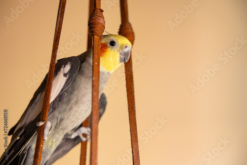 The cockatiel (Nymphicus hollandicus), also known as weiro bird, or quarrion, is a bird that is a member of its own branch of the cockatoo family endemic to Australia. photo