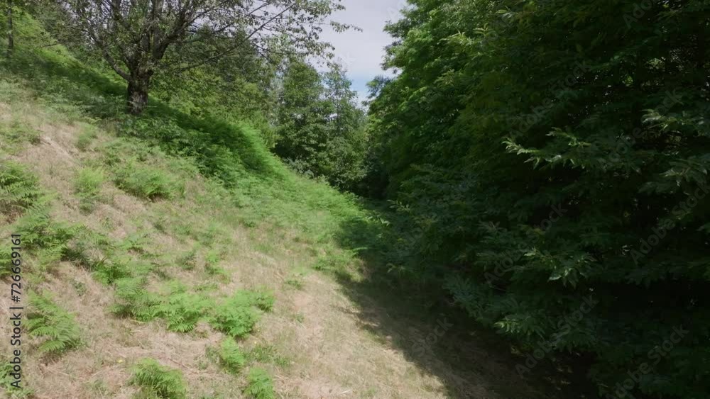 Slow cinematic drone movement capturing the dense foliage and tranquility of a forest Slow cinematic drone movement capturing the dense foliage and tranquility of a forest