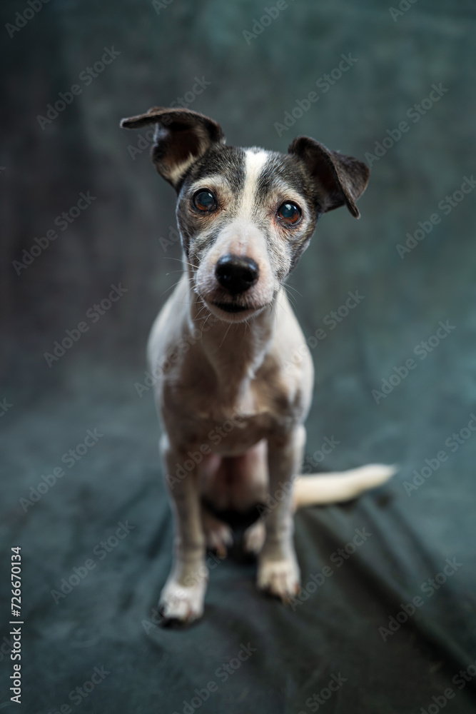 14 Years Old Jack Russell Terrier