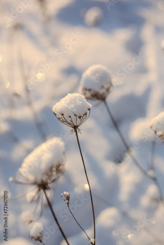 Winter flowers on a very cold weather with snow in freezing cold field in Latvia