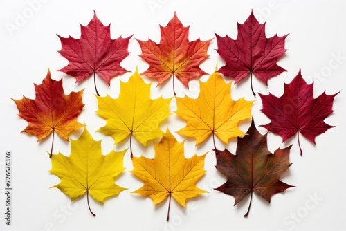 Colorful maple leaves on a white background