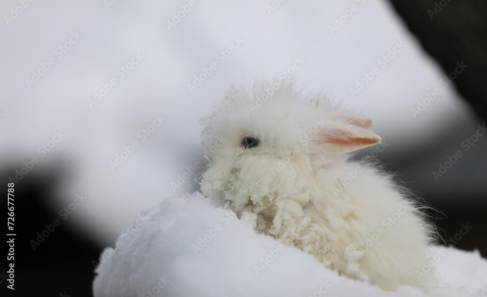 white blue-eyed rabbit in the snow white blue-eyed rabbit in the snow