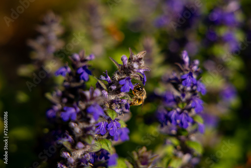 Beautiful flowering bugleweed perennial ground cover. Pollen bee on the flower. Beautiful nature landscape