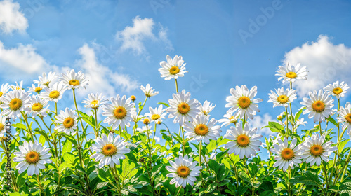 White Daisies Against Blue Spring Sky. Generative AI. © OSORIOartist