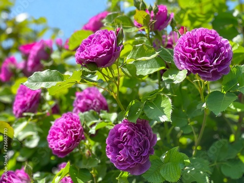 Roses flowers pink purple blossom floribunda photo