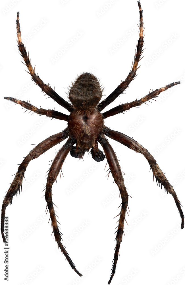 Premium Isolated Real Spider Hang Down - obrazy, fototapety, plakaty 