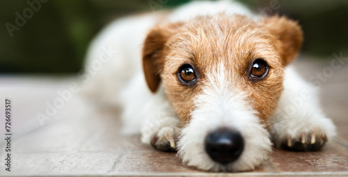 Face of a cute  jack russell terrier pet dog puppy, web banner photo