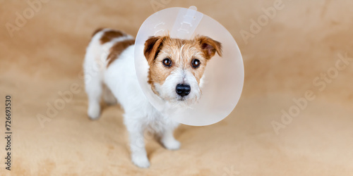Billede på lærred Face of a healthy cute recovering dog as wearing funnel collar