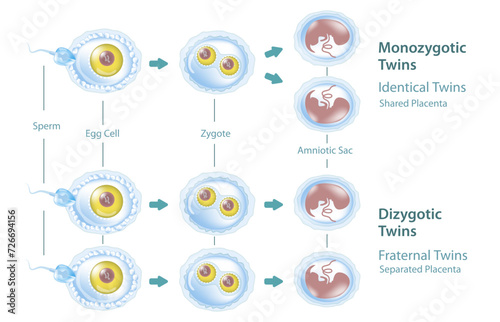 Ovulation, conception and implantation vector illustration. Anatomical diagram of fertilization and human reproductive process. Students learning and education study materials.