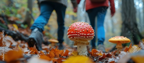Hikers Discovering Amanita Mushrooms in Autumn Woods