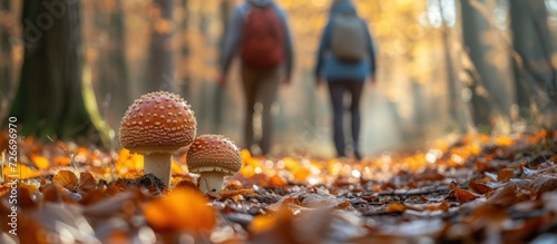 Safe hiking awareness - A hiking couple in a forest trail on the background with poisonous mushrooms in focus at ground level - Dangers all around us material for safe trekking and camping 
