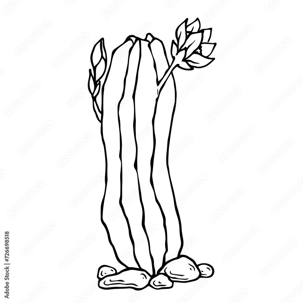 Sketch, doodles of a flowering cactus. Vector graphics.