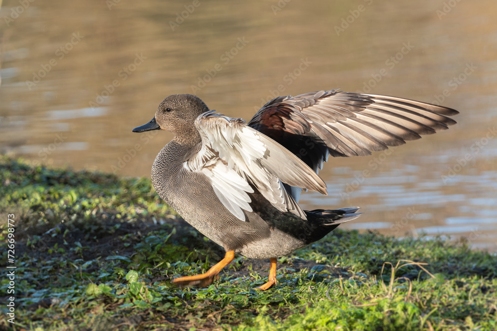 Fototapeta premium An adult male gadwall (Mareca strepera) straightened his wings while walking on the shore