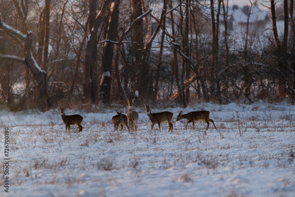 Roe deer, capreolus capreolus, group of deer in winter forest Roe deer, capreolus capreolus, group of deer in winter forest