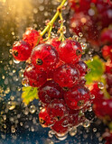 Pyszne, dojrzałe owoce czerwonej Porzeczki w kroplach wody. Generative AI