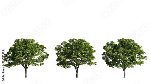 set of big trees  3d rendering with transparent background