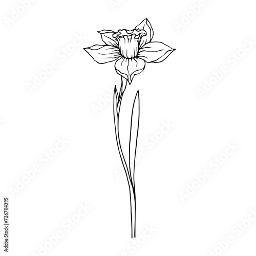 Sketch,doodle of spring daffodil flower.Vector graphics.