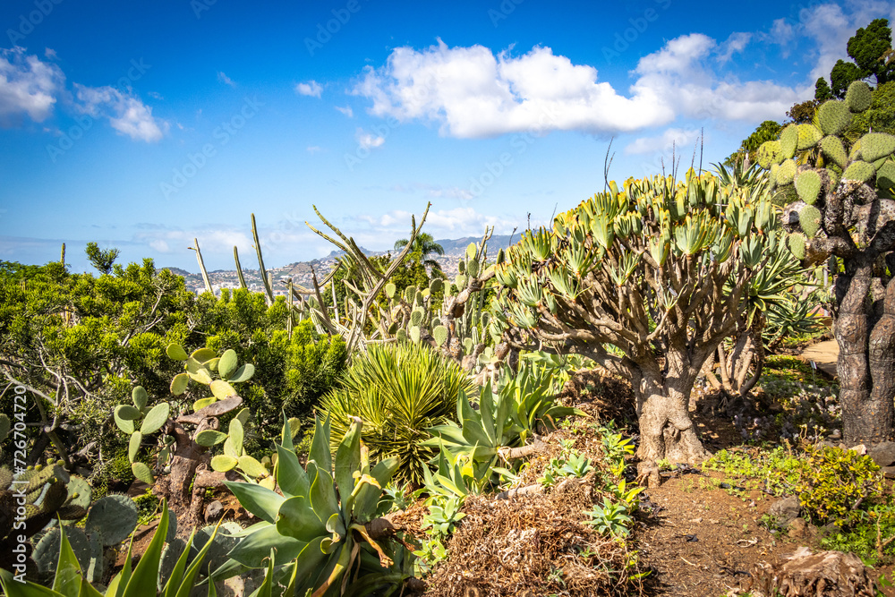 botanical garden in funchal, monte, madeira, jardim botanico madeira, garden, tropical flowers, view, ocean,