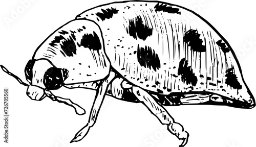 Hand drawn vintage vector sketch of ladybug insect . Black and white elements for colouring. Tattoo 
