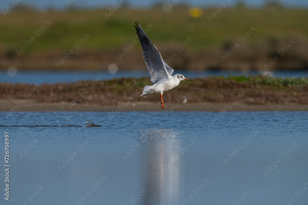 The moment a seagull takes off from the lake. The moment a seagull takes off from the lake.